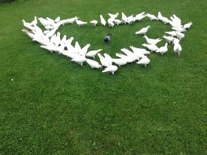 tamada5.ru белые голуби на свадьбу